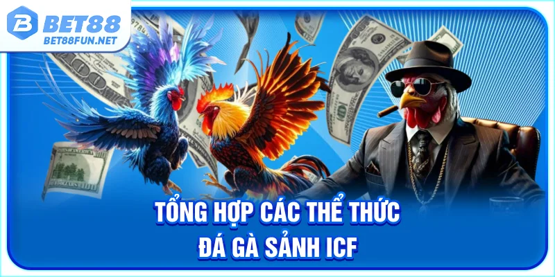 Tổng hợp các thể thức đá gà sảnh ICF
